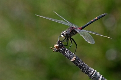 David Plant Photography - Wildlife Photography - White-faced darter - K